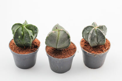Astrophytum Myriostigma hybrids