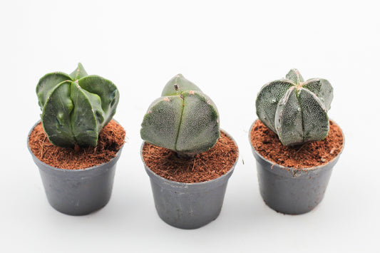 Astrophytum Myriostigma hybrids