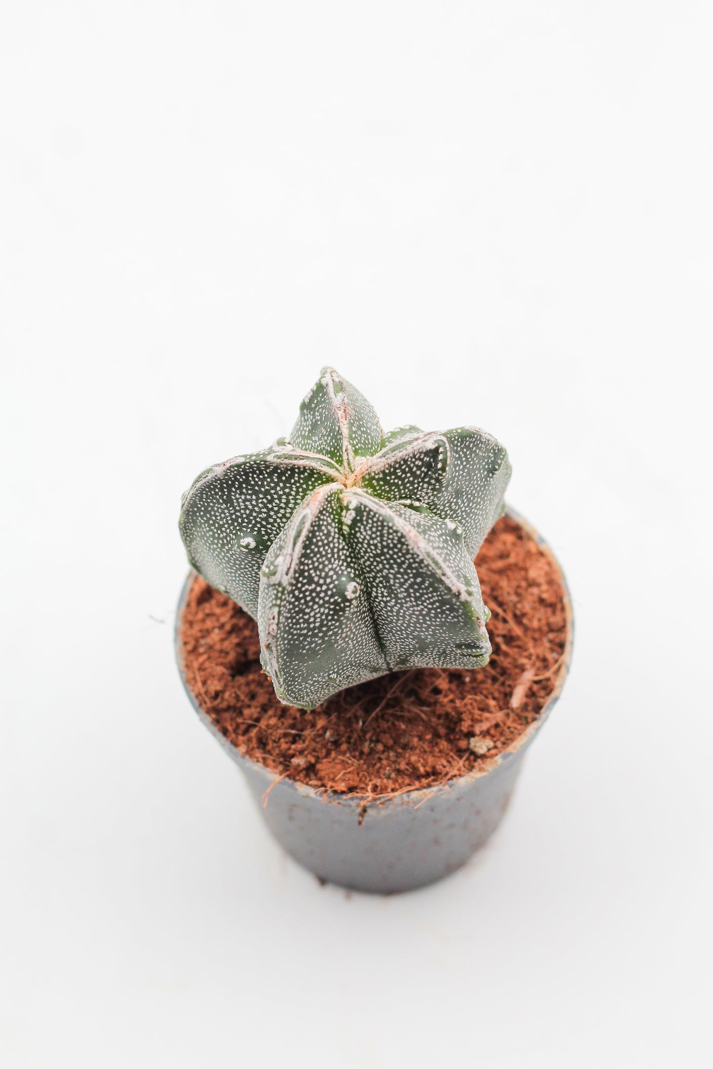 Astrophytum Myriostigma hybrids