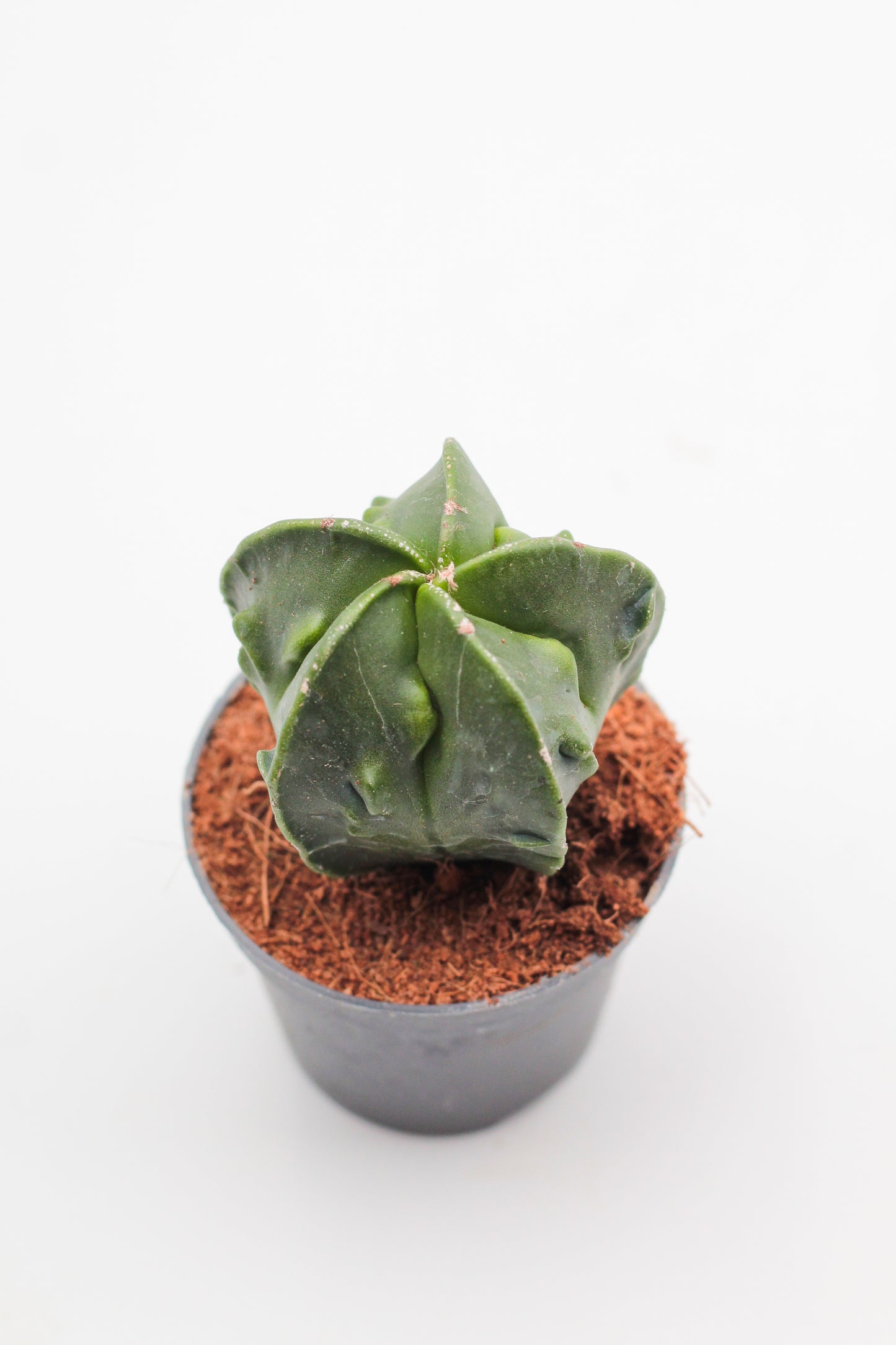 Astrophytum Myriostigma hybrids