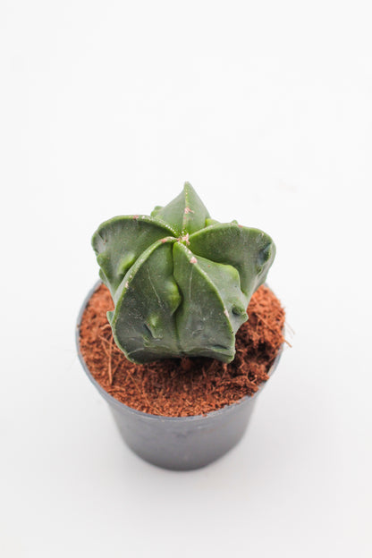 Astrophytum Myriostigma hybrids