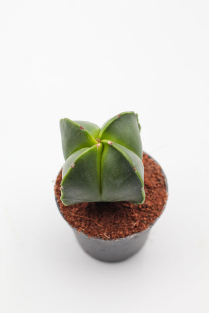 Astrophytum Myriostigma hybrids