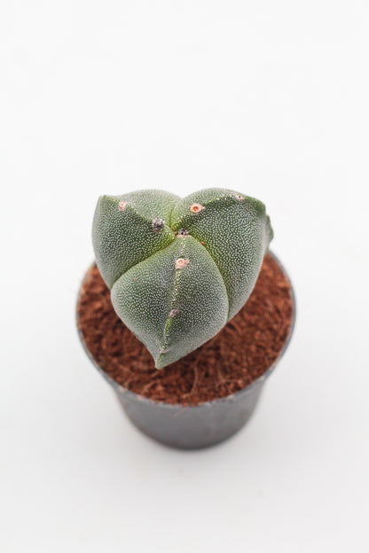 Astrophytum Myriostigma hybrids