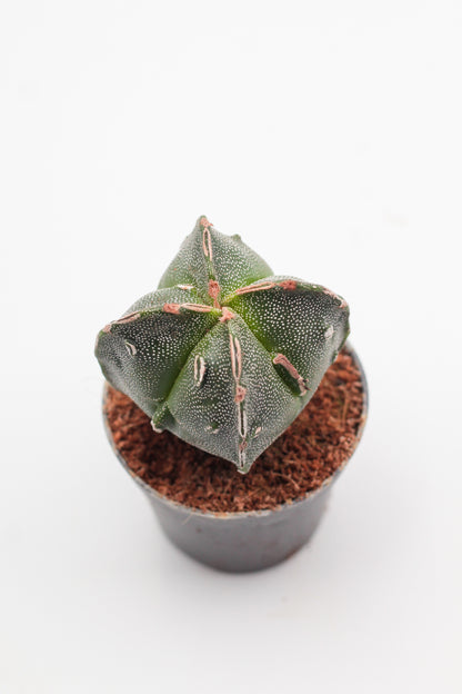 Astrophytum Myriostigma hybrids