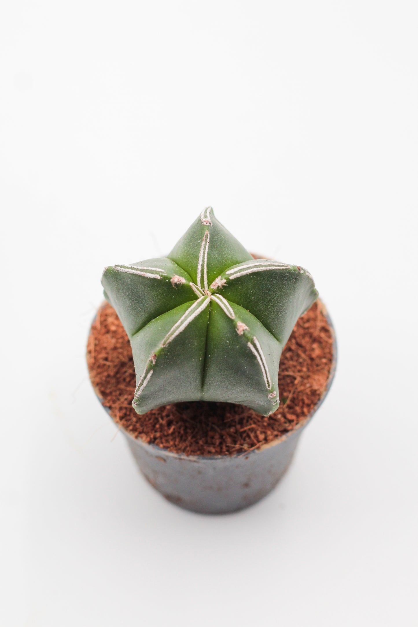 Astrophytum Myriostigma hybrids