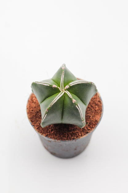 Astrophytum Myriostigma hybrids