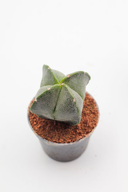 Astrophytum Myriostigma hybrids