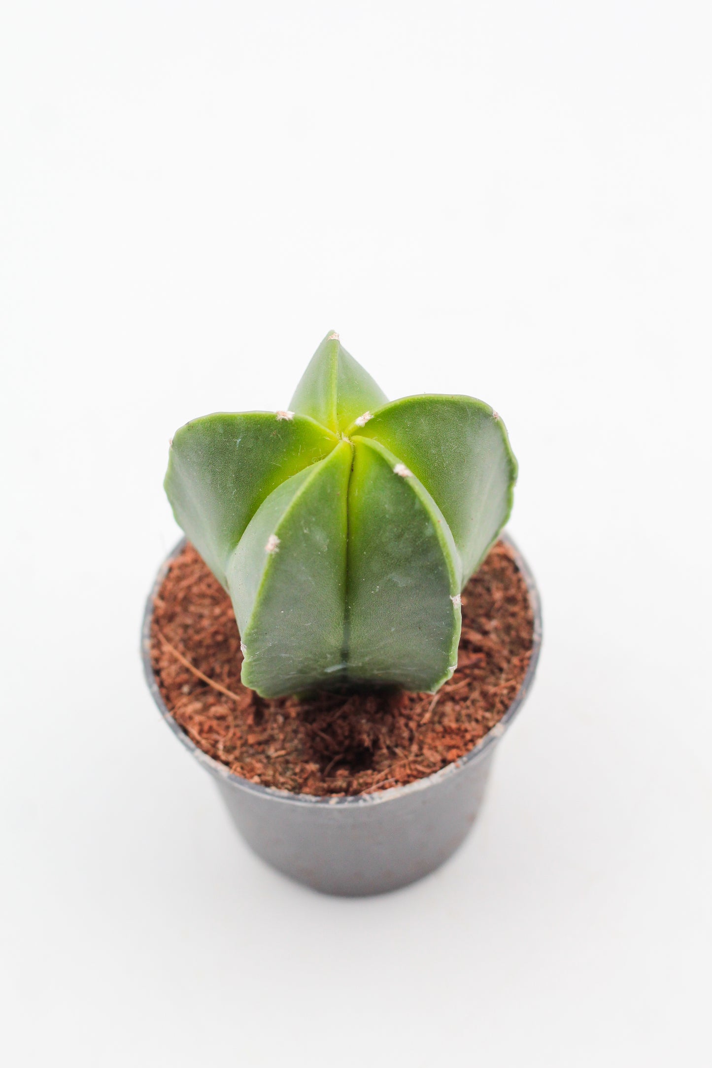 Astrophytum Myriostigma hybrids