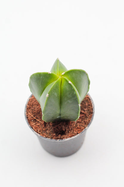 Astrophytum Myriostigma hybrids