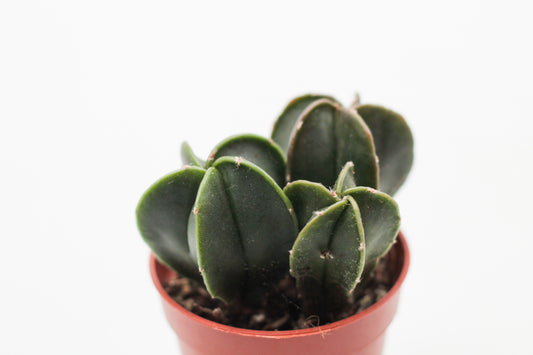 Astrophytum Myriostigma nudum