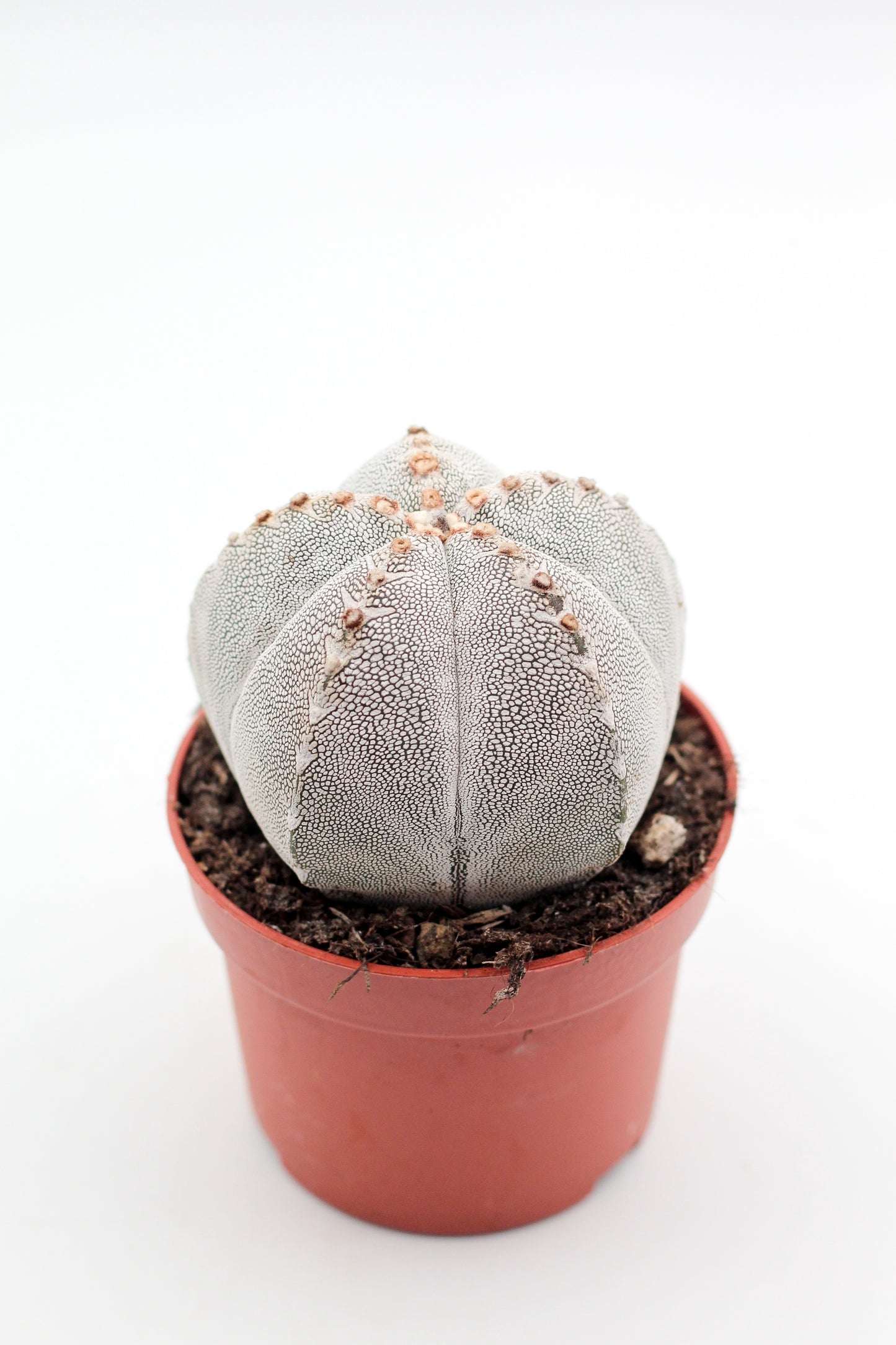 Astrophytum Myriostigma onzuka