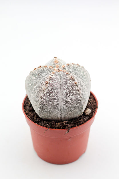 Astrophytum Myriostigma onzuka