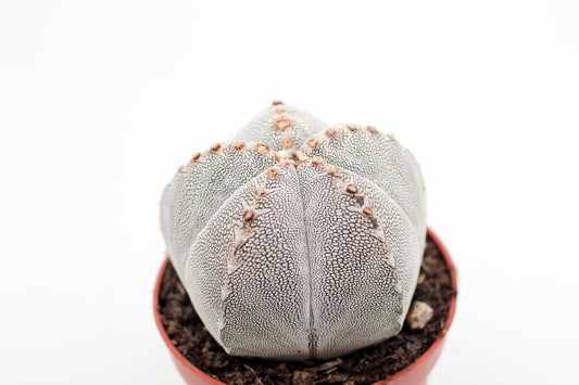 Astrophytum Myriostigma onzuka