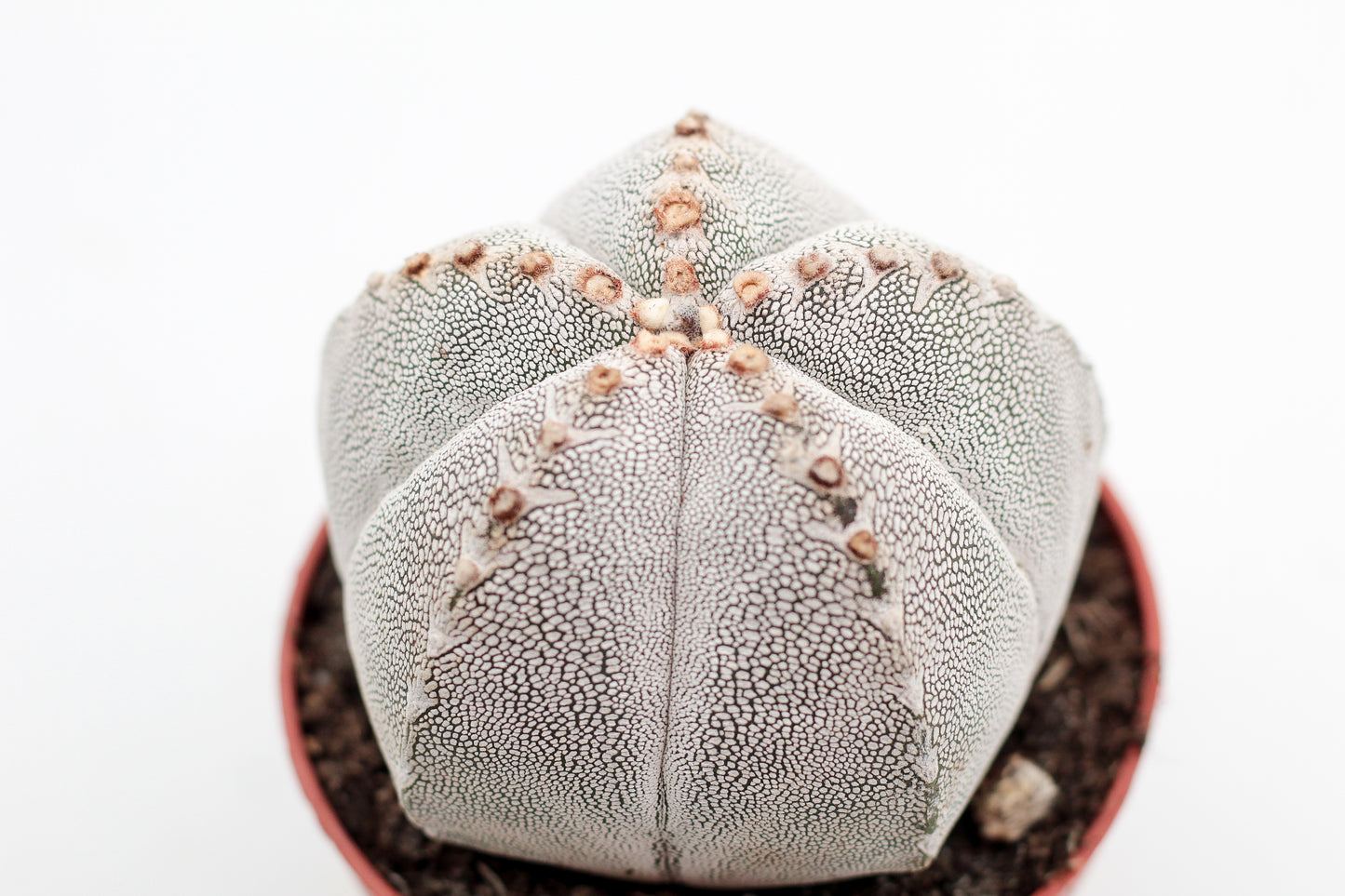 Astrophytum Myriostigma onzuka
