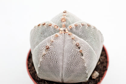 Astrophytum Myriostigma onzuka