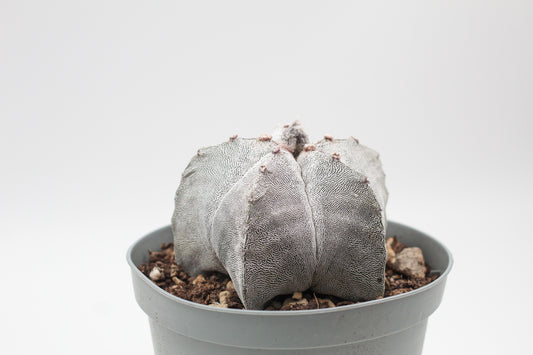 Astrophytum Myriostigma onzuka