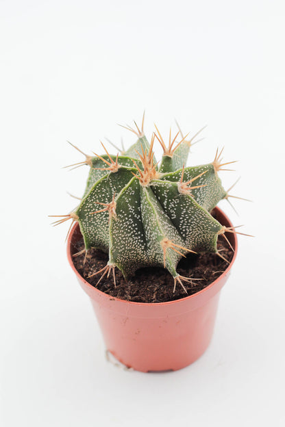 Astrophytum Ornatum