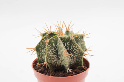 Astrophytum Ornatum