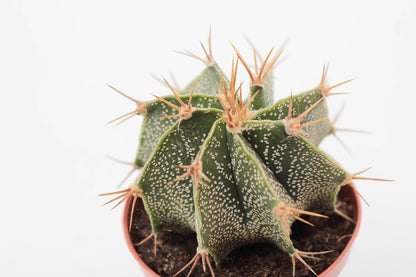 Astrophytum Ornatum