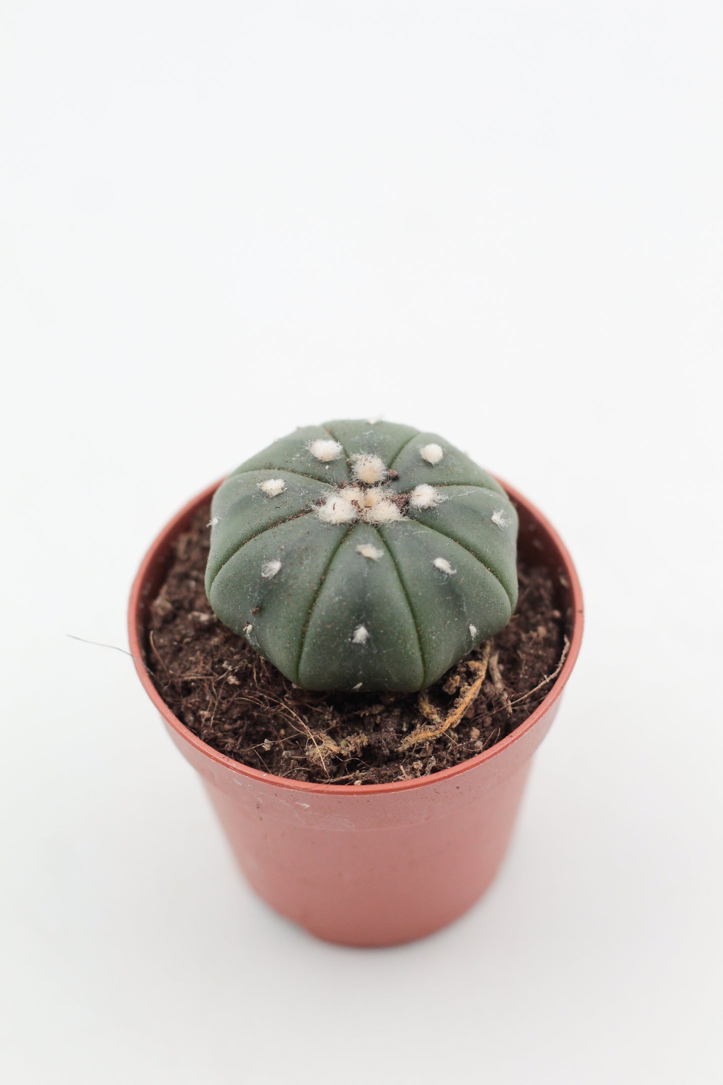 Astrophytum Asterias dotted/nudum