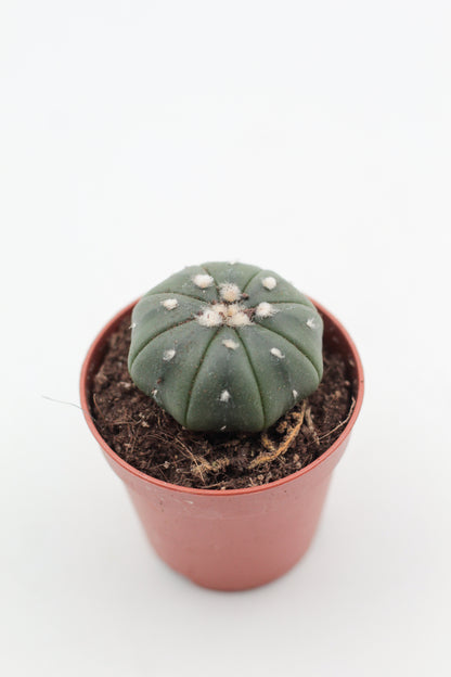 Astrophytum Asterias dotted/nudum
