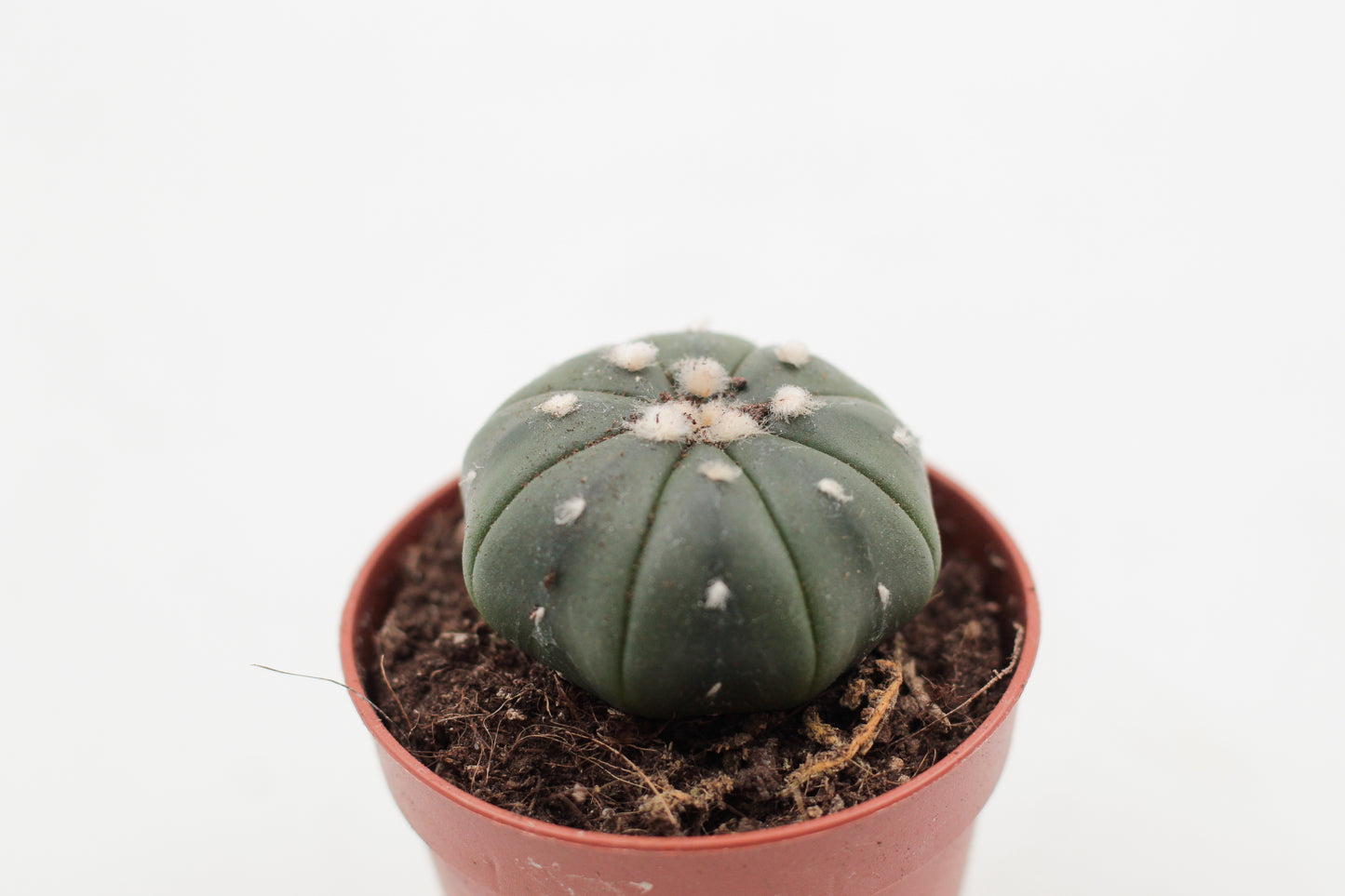 Astrophytum Asterias dotted/nudum