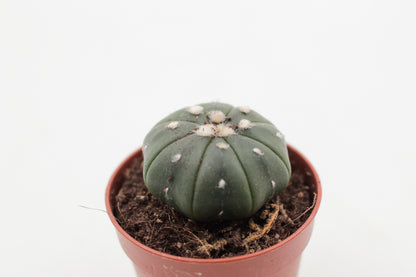 Astrophytum Asterias dotted/nudum