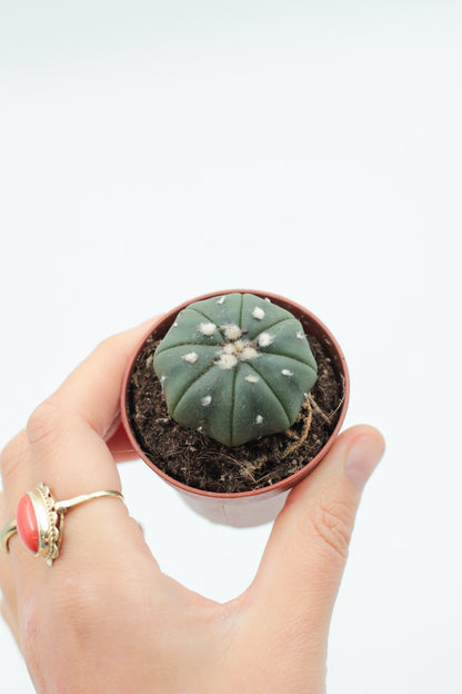 Astrophytum Asterias dotted/nudum