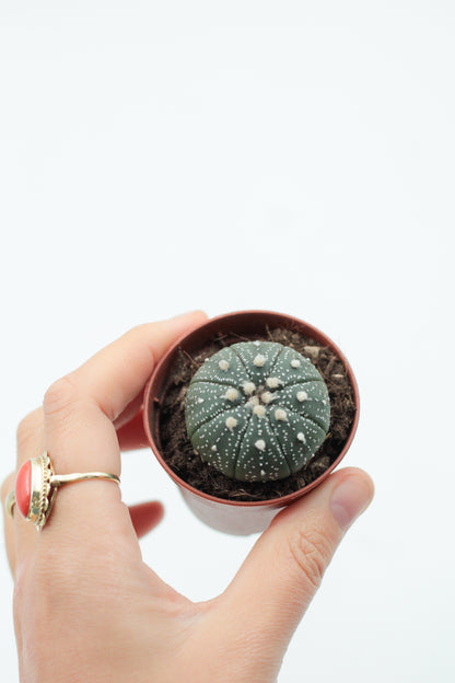 Astrophytum Asterias dotted/nudum