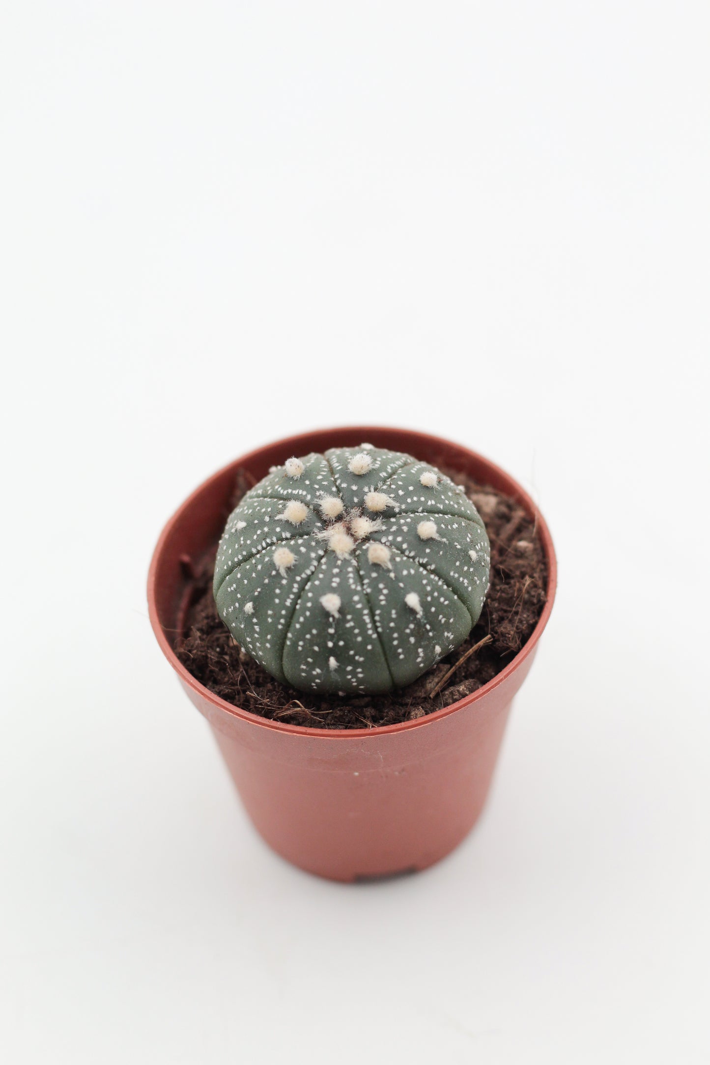Astrophytum Asterias dotted/nudum