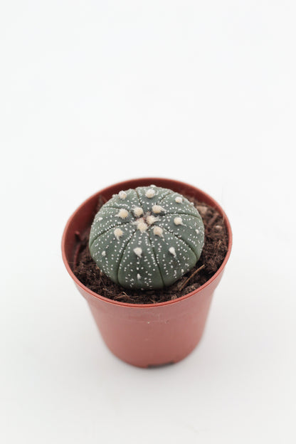 Astrophytum Asterias dotted/nudum