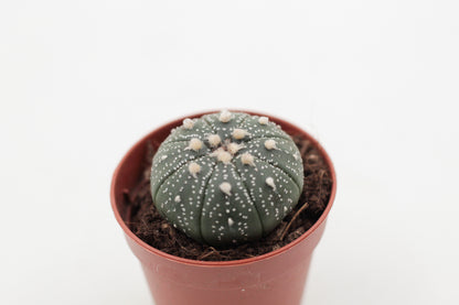 Astrophytum Asterias dotted/nudum