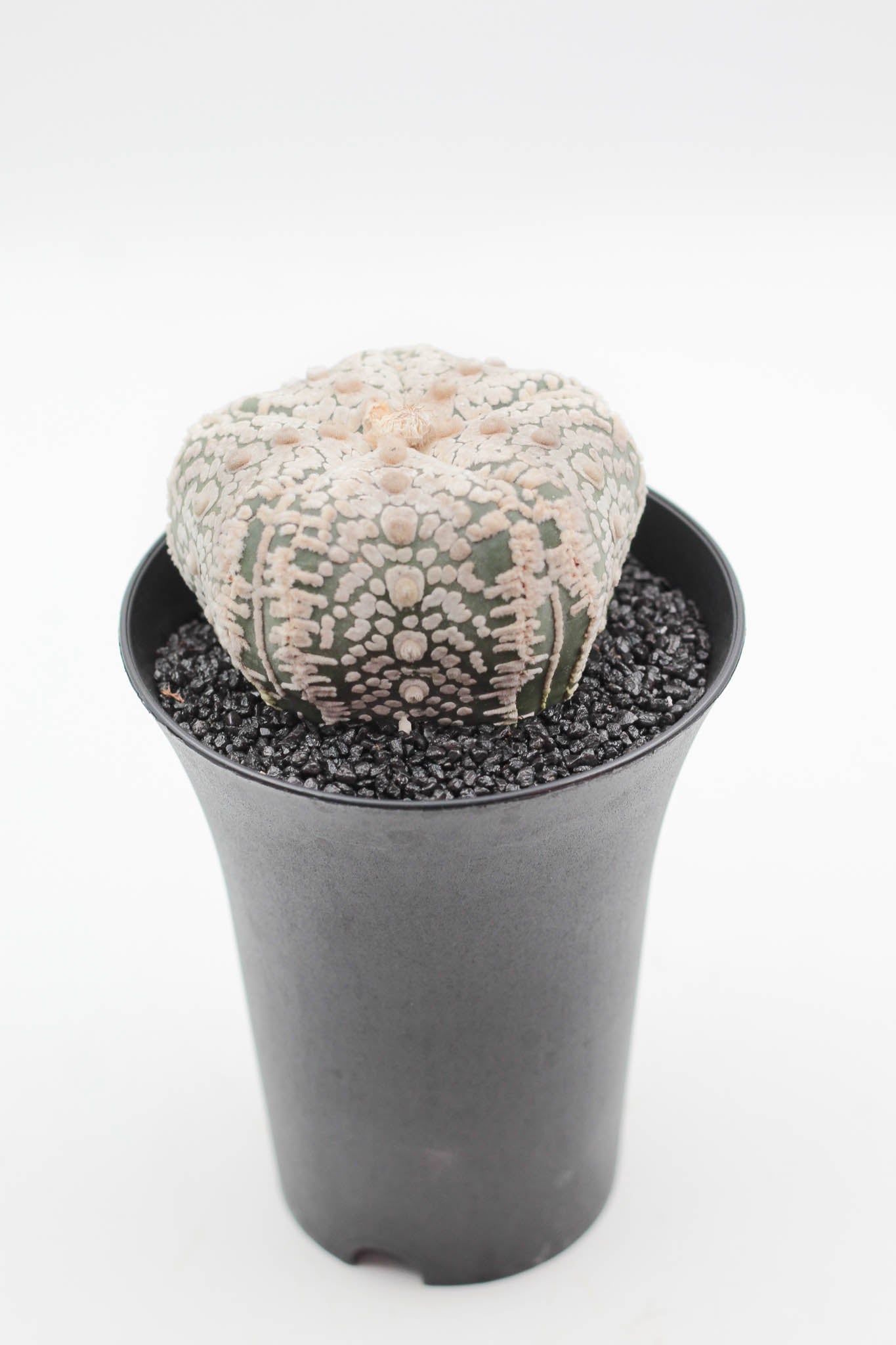 Astrophytum asterias Superkabuto