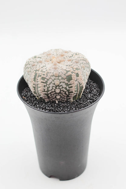 Astrophytum asterias Superkabuto
