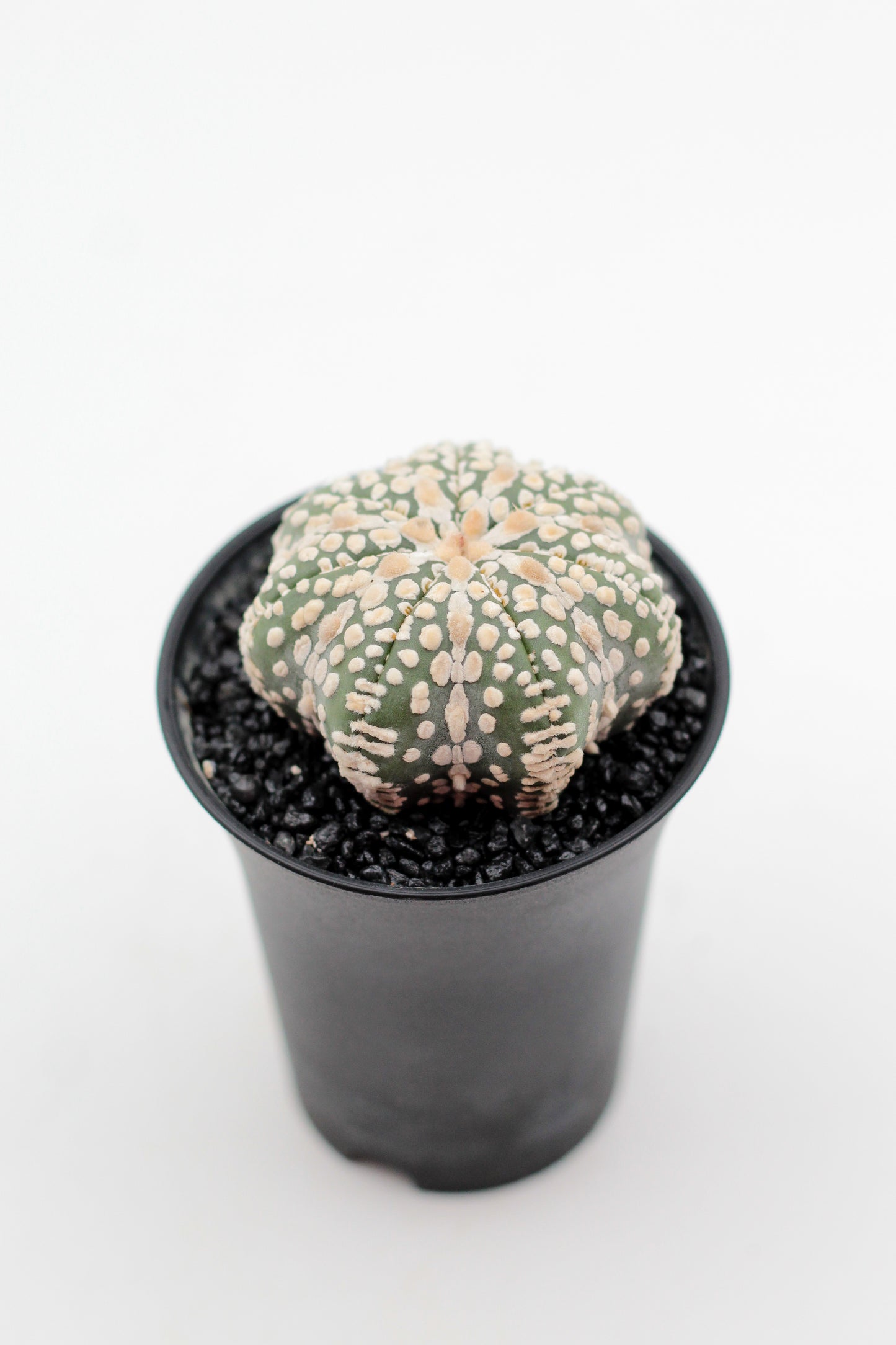 Astrophytum asterias Superkabuto