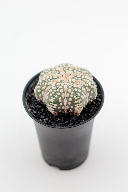 Astrophytum asterias Superkabuto