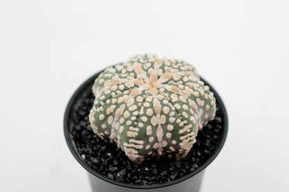 Astrophytum asterias Superkabuto