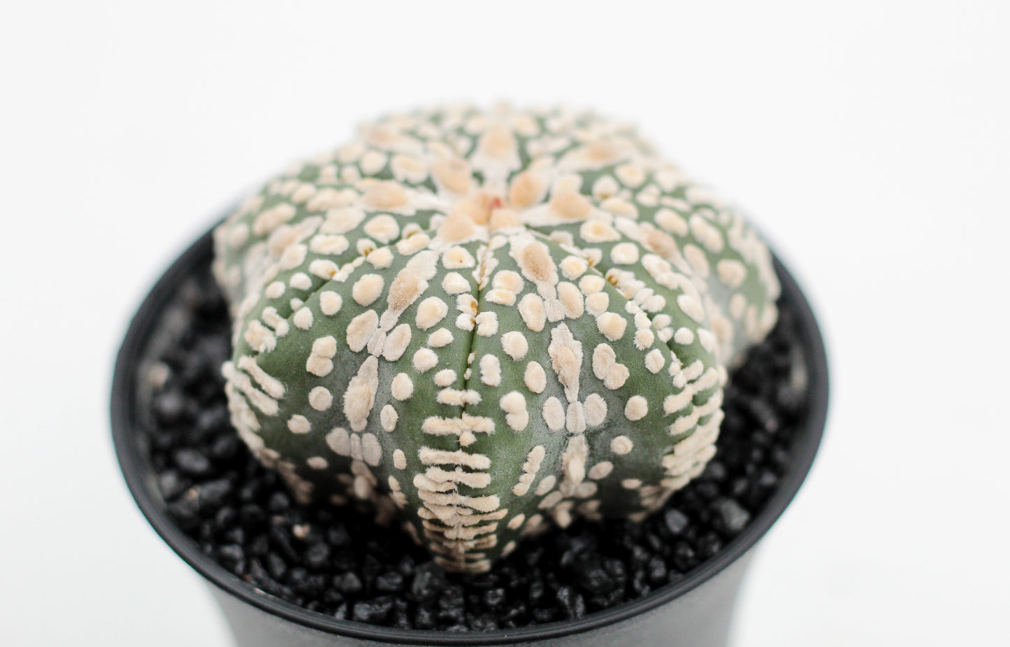 Astrophytum asterias Superkabuto