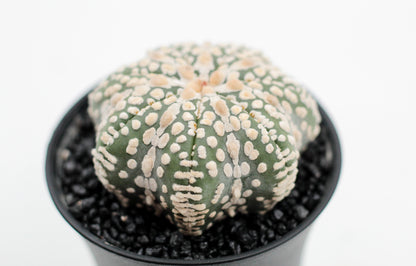 Astrophytum asterias Superkabuto