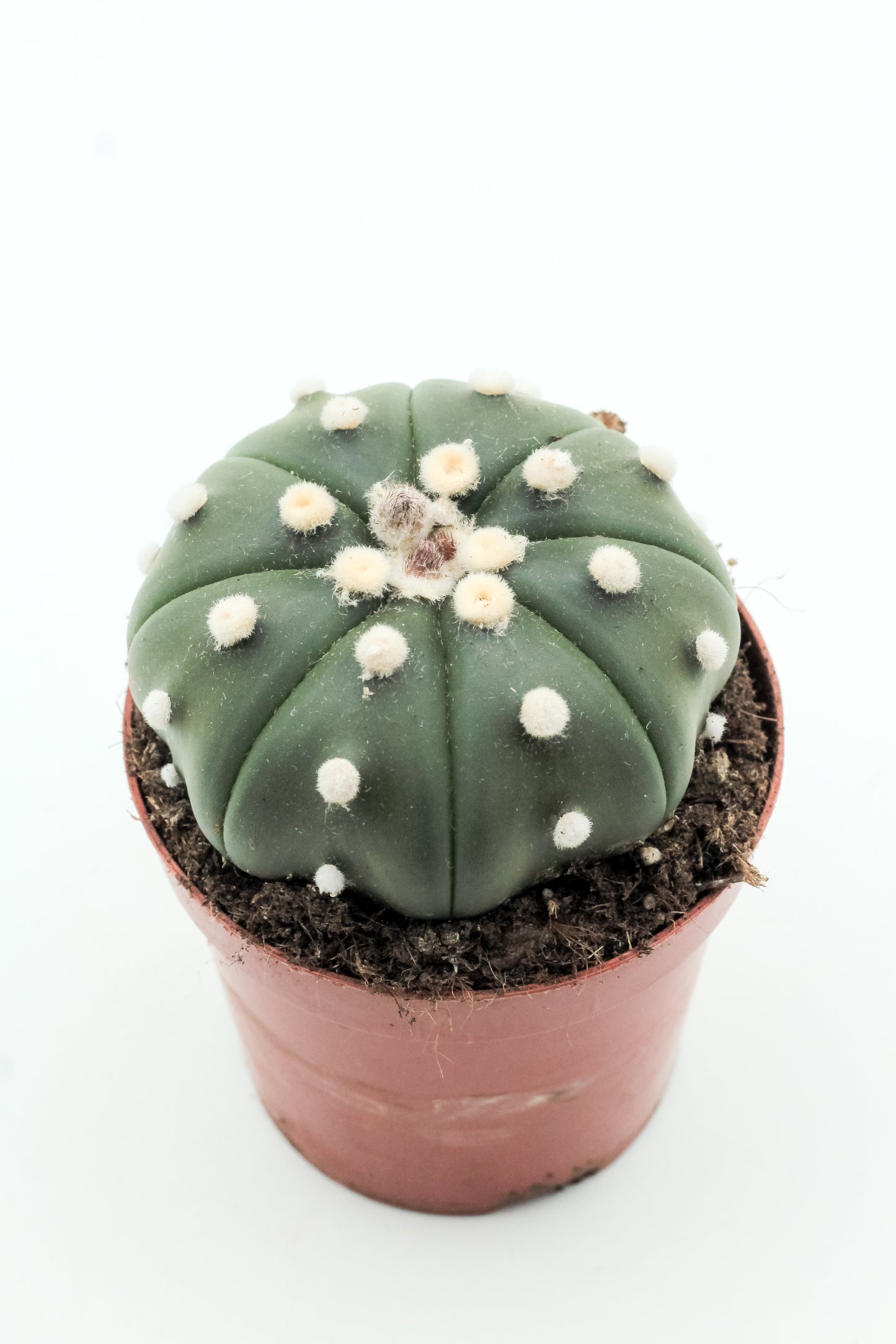 Astrophytum asterias medium
