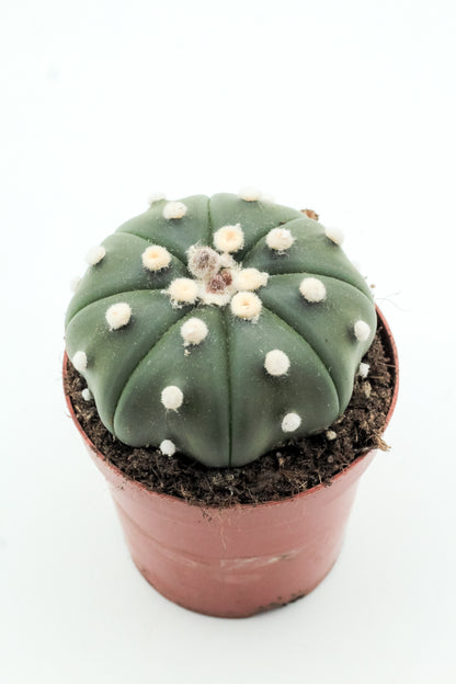 Astrophytum asterias medium
