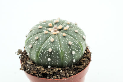 Astrophytum asterias medium