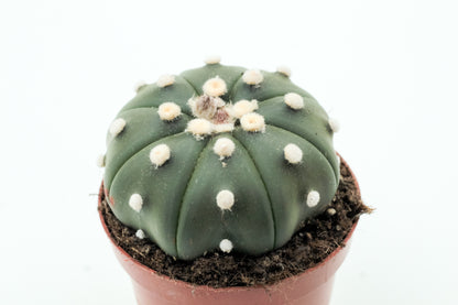 Astrophytum asterias medium