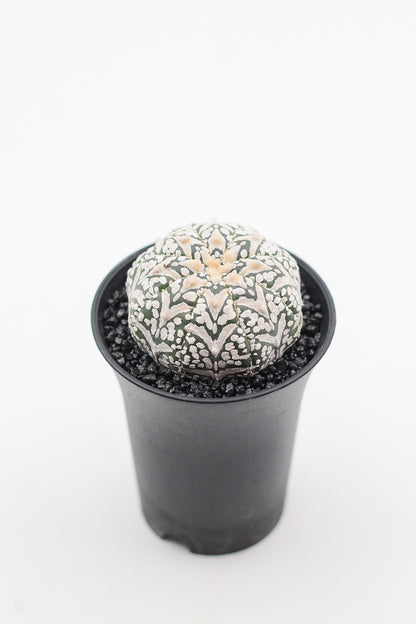 Astrophytum asterias Superkabuto