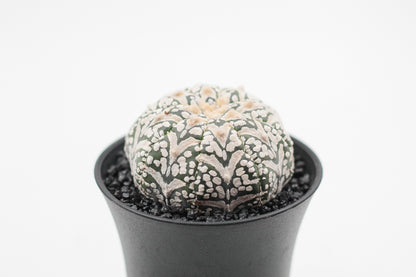Astrophytum asterias Superkabuto