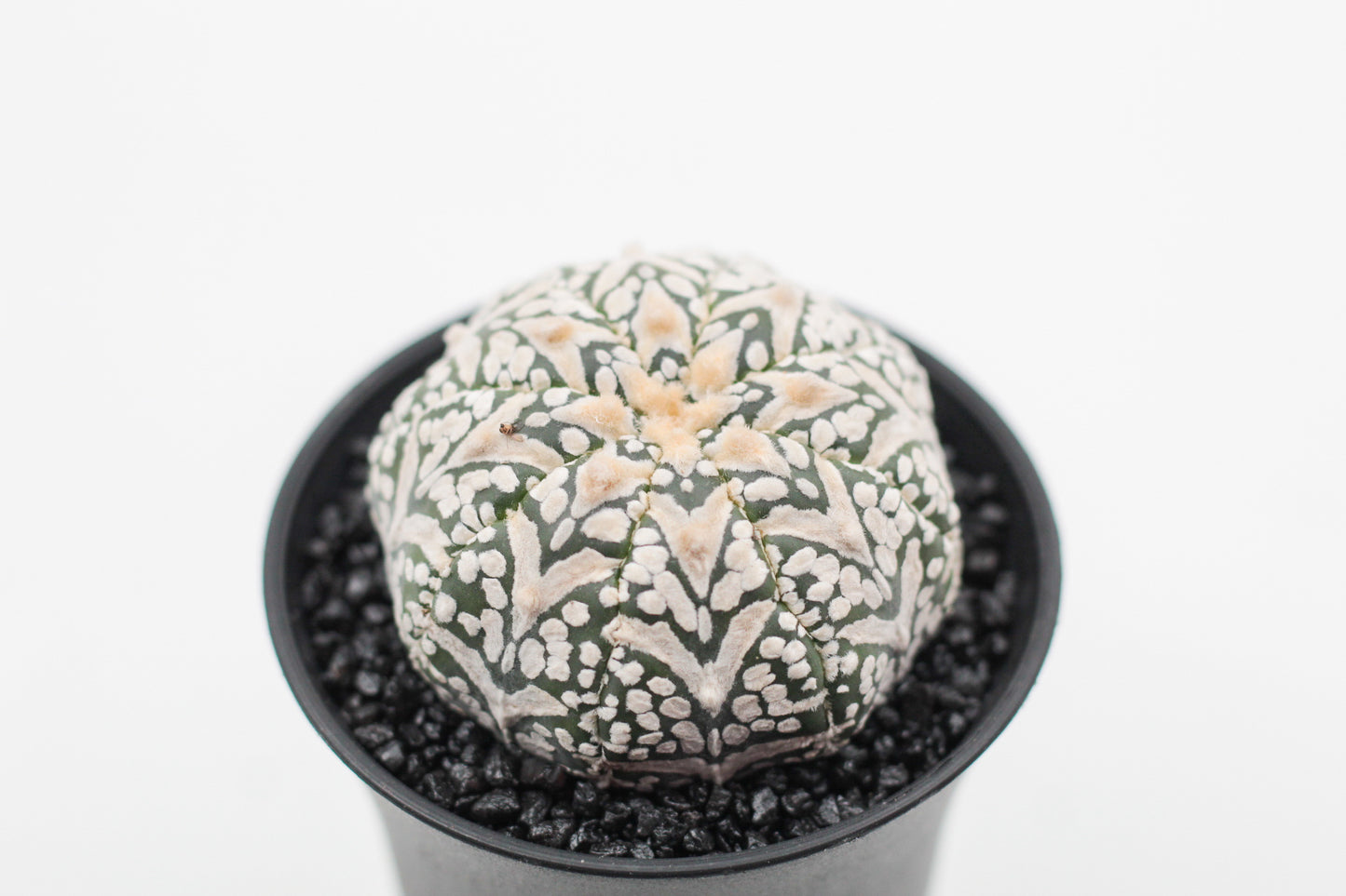 Astrophytum asterias Superkabuto