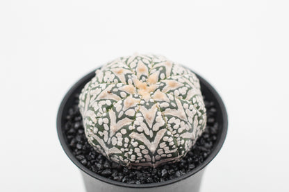Astrophytum asterias Superkabuto