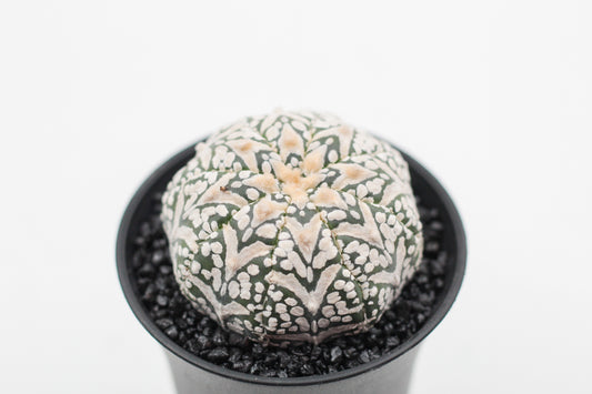Astrophytum asterias Superkabuto