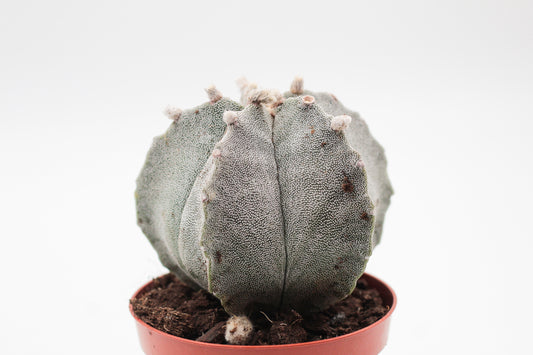 Astrophytum Myriostigma