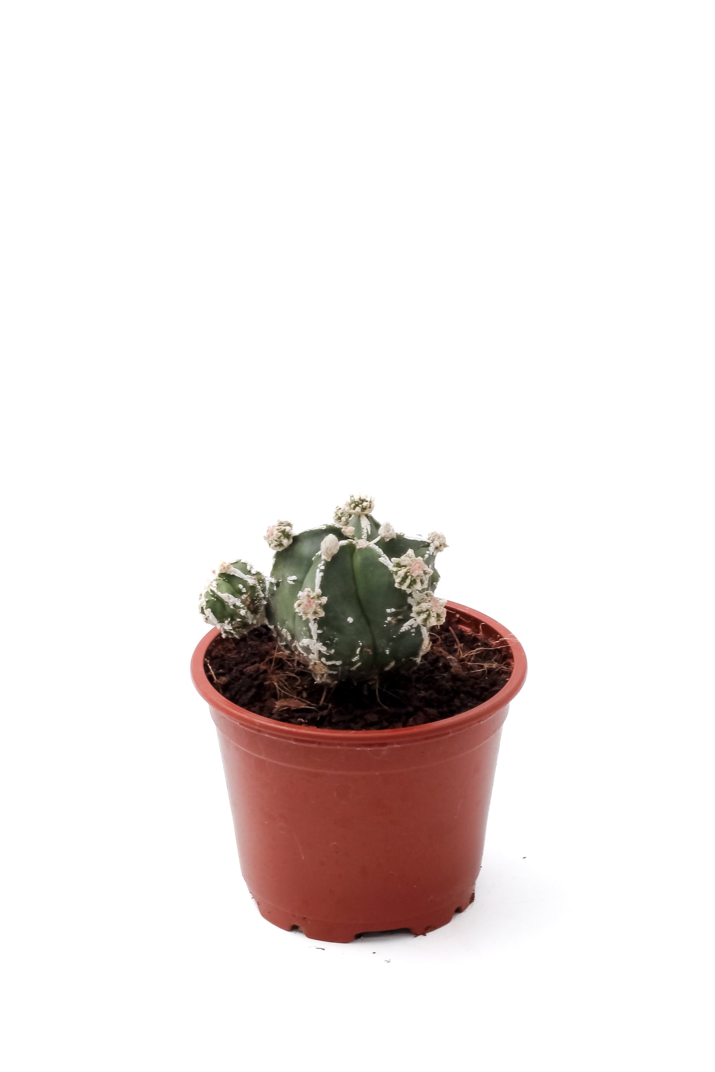Astrophytum myriostigma cv. Hakujo Fukuryu